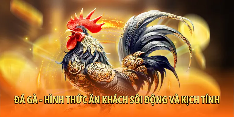 betvisa - Đá gà - Hình thức ăn khách sôi động và kịch tính